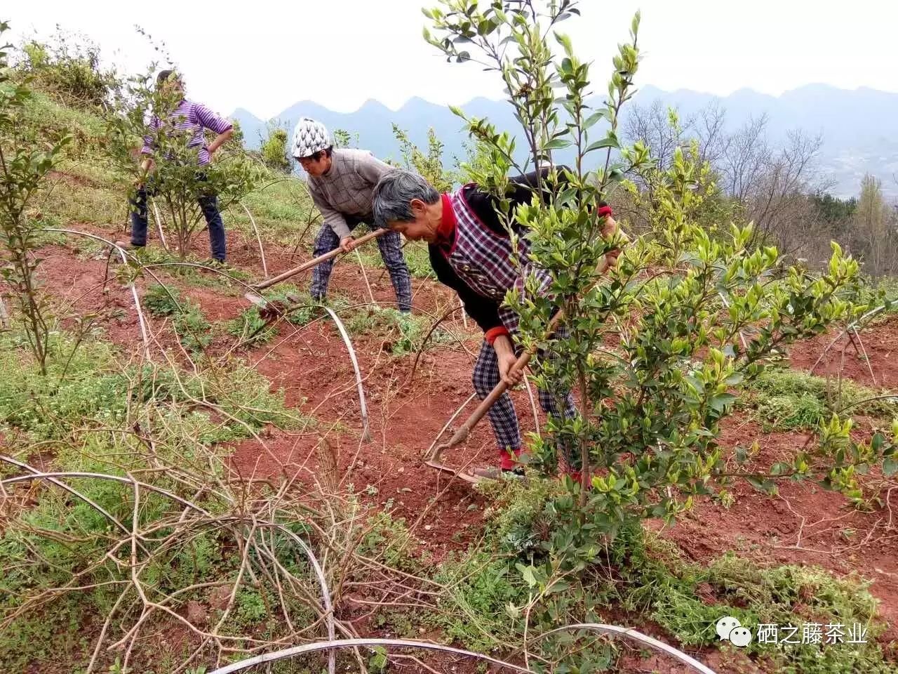 藤益生富硒藤茶(富硒藤条茶)-硒宝网