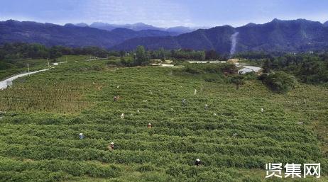 湖北山货富硒茶（湖北恩施富硒茶厂家）-硒宝网