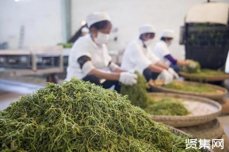 湖北山货富硒茶（湖北恩施富硒茶厂家）-硒宝网