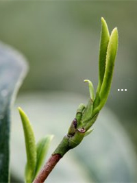 官鼎村的富硒茶（富硒茶走廊）-硒宝网