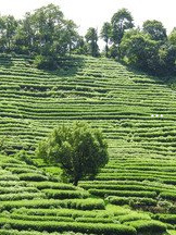 官鼎村的富硒茶（富硒茶走廊）-硒宝网