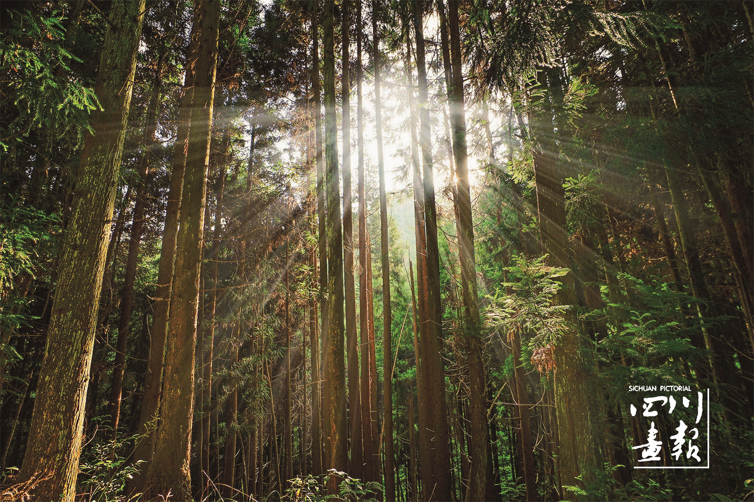 大巴山富硒茶区（富硒茶园）-硒宝网