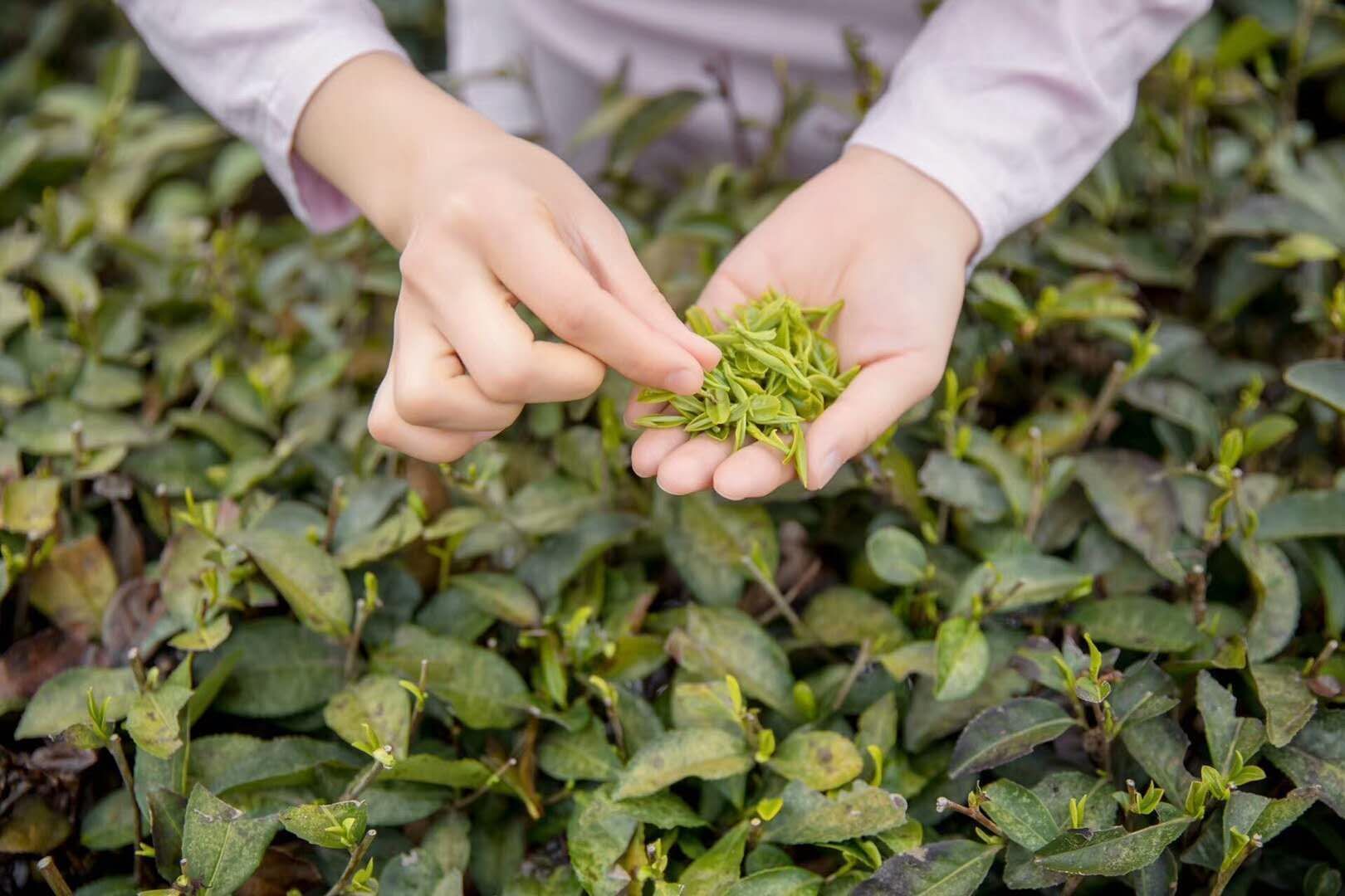 紫阳富硒春之茶（紫阳富硒绿茶价格）-硒宝网
