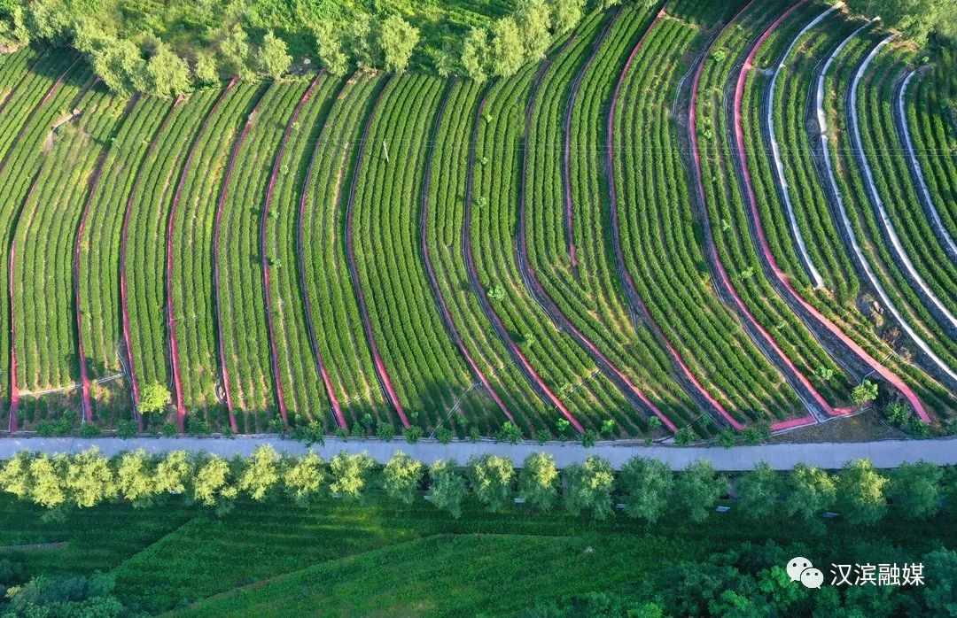 富硒茶竞争力强(富硒茶)-硒宝网