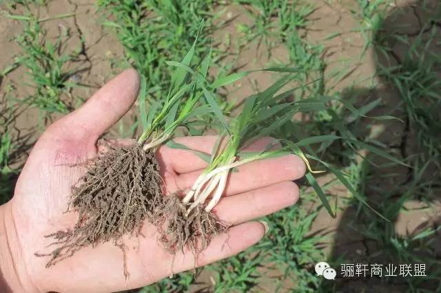 思域富硒大麦茶(富硒大麦茶的功效)-硒宝网