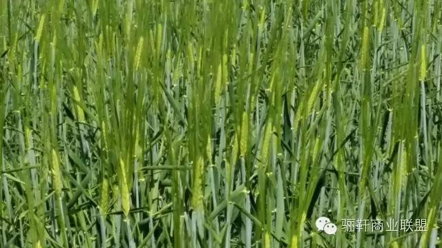 思域富硒大麦茶(富硒大麦茶的功效)-硒宝网