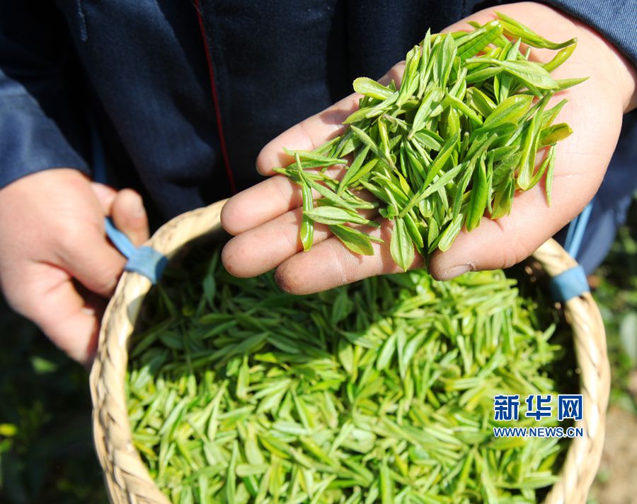 银溪富硒古树茶（富硒茶的价钱如何）-硒宝网