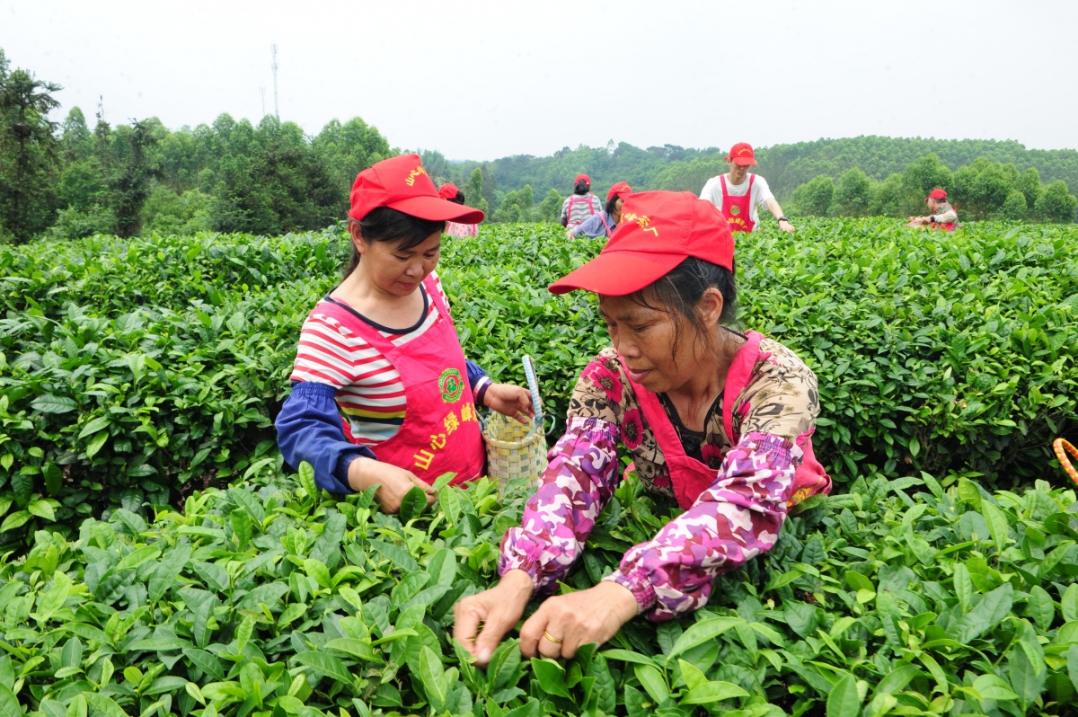 银溪富硒古树茶（富硒茶的价钱如何）-硒宝网