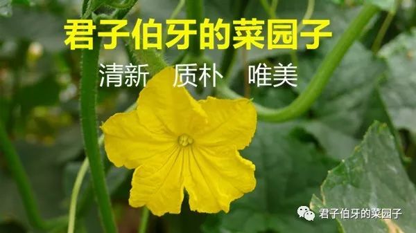 富硒茶能不能吃(富硒茶会失眠吗)-硒宝网