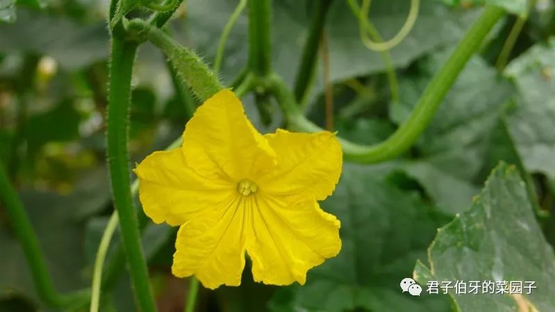 富硒茶能不能吃(富硒茶会失眠吗)-硒宝网