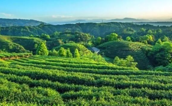 富硒莓茶多少钱（富硒茶蔬片的功效）-硒宝网