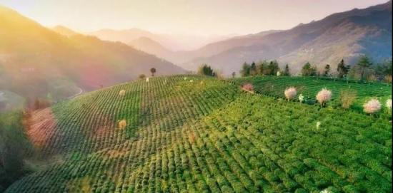 富硒茶有重金属(茶金属富硒有毒吗)-硒宝网