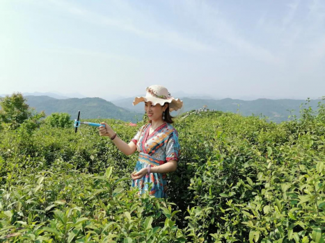 富硒茶有重金属(茶金属富硒有毒吗)-硒宝网