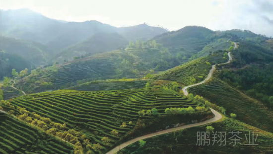 富硒茶有重金属(茶金属富硒有毒吗)-硒宝网