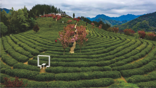 富硒茶有重金属(茶金属富硒有毒吗)-硒宝网