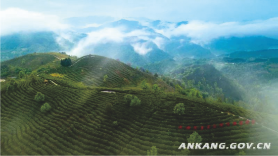 富硒茶有重金属(茶金属富硒有毒吗)-硒宝网