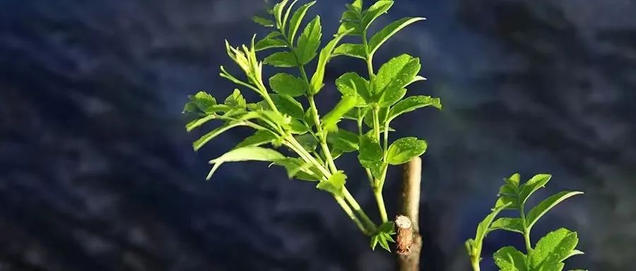 藤益生富硒藤茶(原生态富硒藤茶)-硒宝网