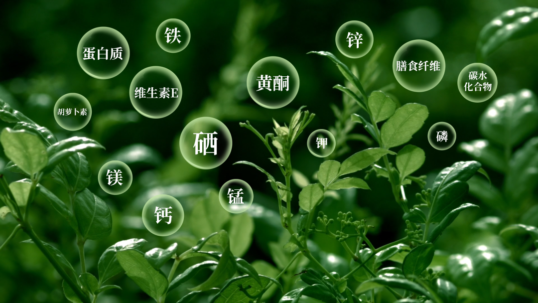 藤益生富硒藤茶(原生态富硒藤茶)-硒宝网