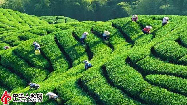 王氏严选富硒茶(王氏严选商贸集团有限公司)-硒宝网