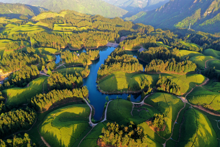 仙寅山富硒野茶（仙寅山富硒野茶）-硒宝网