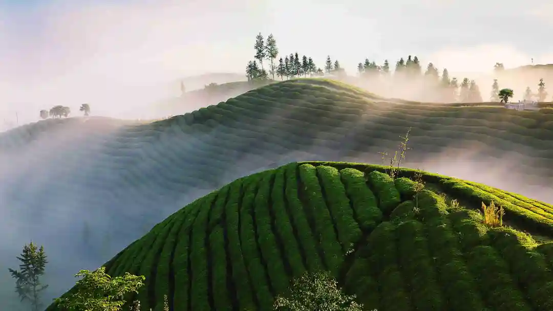 仙寅山富硒野茶（仙寅山富硒野茶）-硒宝网