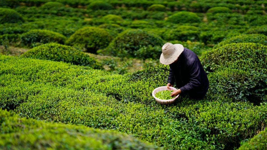 仙寅山富硒野茶（仙寅山富硒野茶）-硒宝网