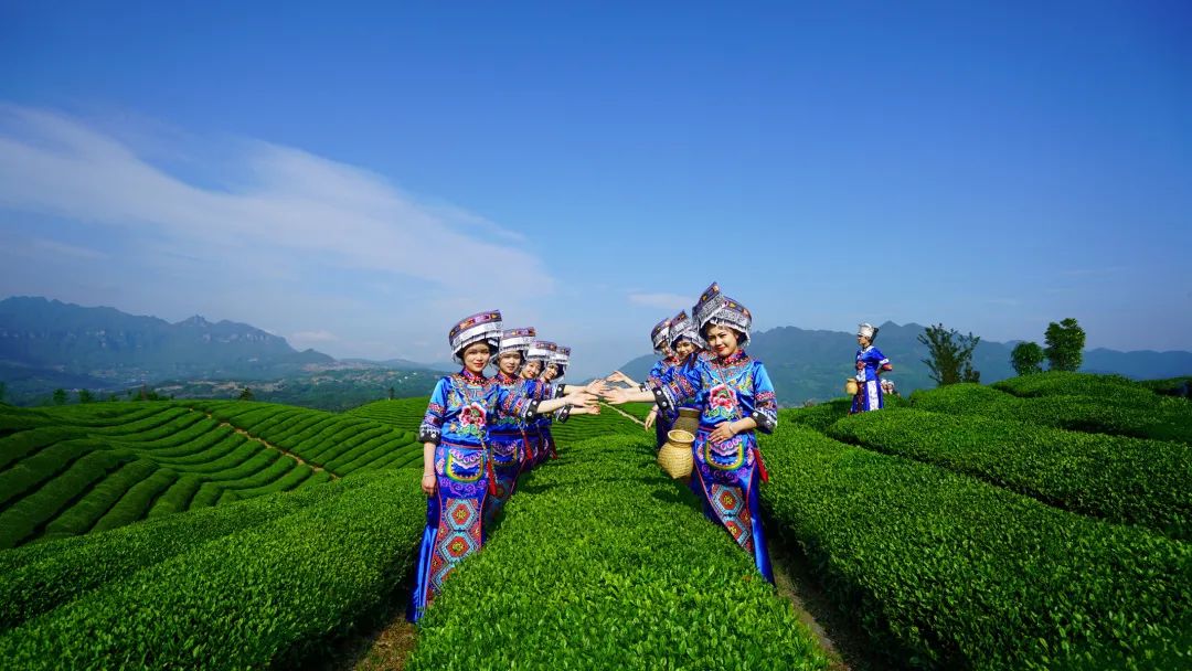 仙寅山富硒野茶（仙寅山富硒野茶）-硒宝网