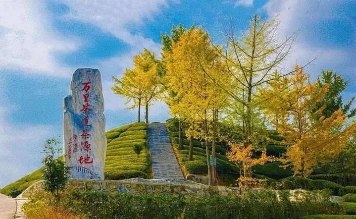 仙寅山富硒野茶（仙寅山富硒野茶）-硒宝网