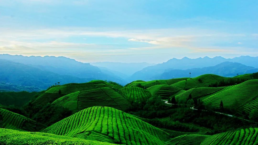 仙寅山富硒野茶（仙寅山富硒野茶）-硒宝网