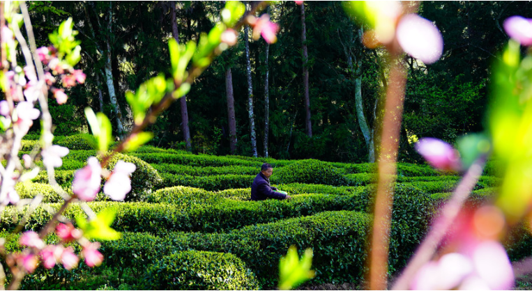 仙寅山富硒野茶（仙寅山富硒野茶）-硒宝网
