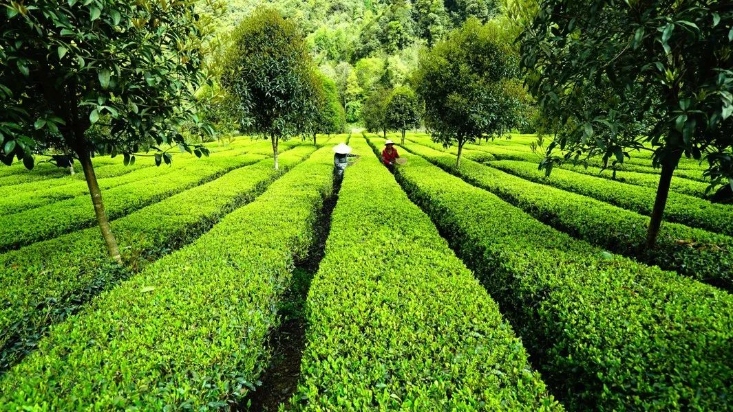 仙寅山富硒野茶（仙寅山富硒野茶）-硒宝网