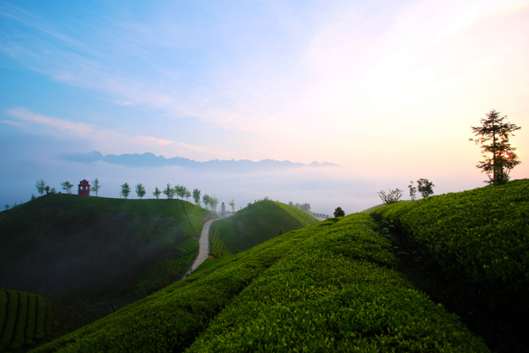 仙寅山富硒野茶（仙寅山富硒野茶）-硒宝网