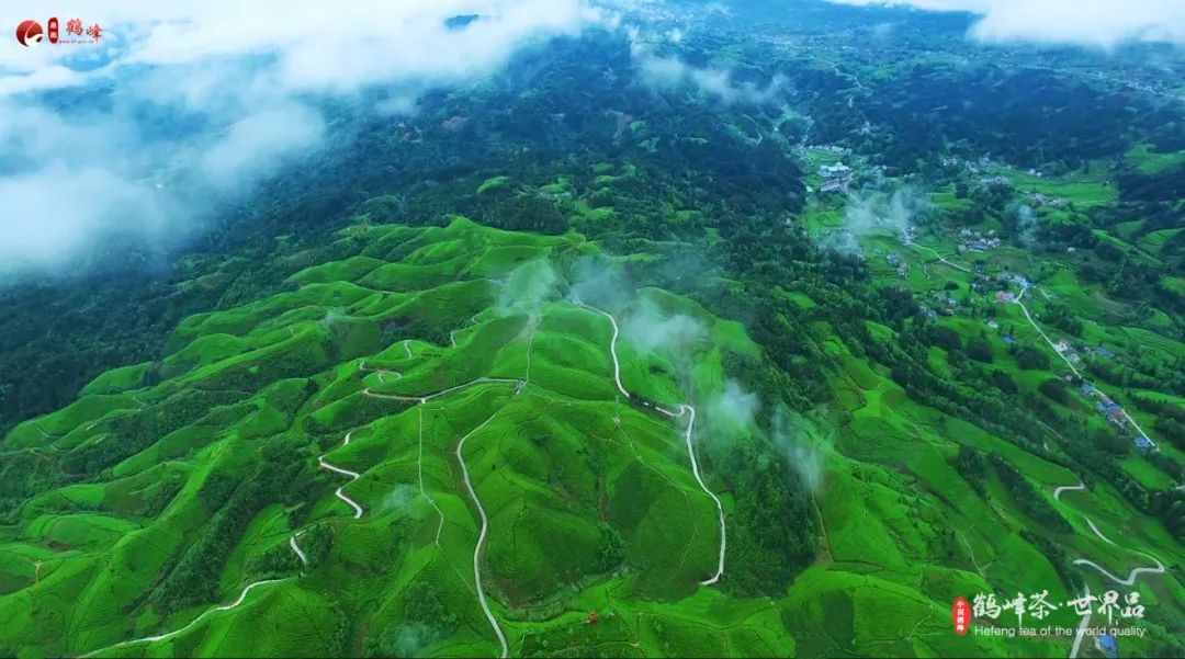 仙寅山富硒野茶（仙寅山富硒野茶）-硒宝网