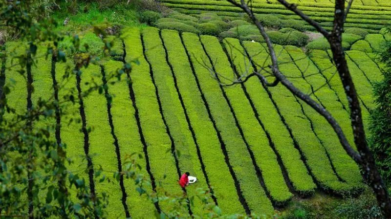 仙寅山富硒野茶（仙寅山富硒野茶）-硒宝网