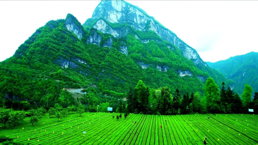 仙寅山富硒野茶（仙寅山富硒野茶）-硒宝网