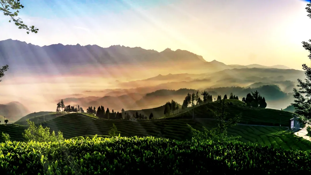 仙寅山富硒野茶（仙寅山富硒野茶）-硒宝网
