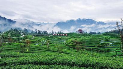 万源富硒茶特产(万源富硒茶厂及电话)-硒宝网
