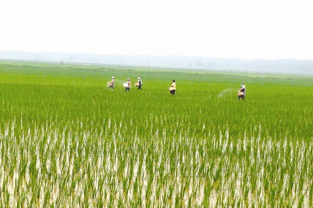 富硒乌麦苦荞茶（苦芥乌麦茶和苦荞茶）-硒宝网