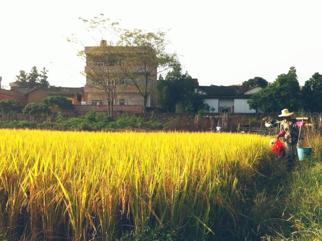 富硒乌麦苦荞茶（苦芥乌麦茶和苦荞茶）-硒宝网