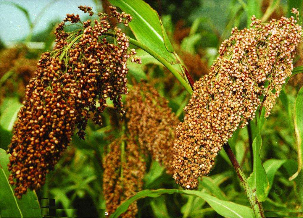 富硒乌麦苦荞茶（苦芥乌麦茶和苦荞茶）-硒宝网