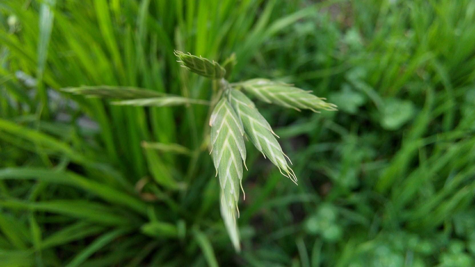 富硒乌麦苦荞茶（苦芥乌麦茶和苦荞茶）-硒宝网