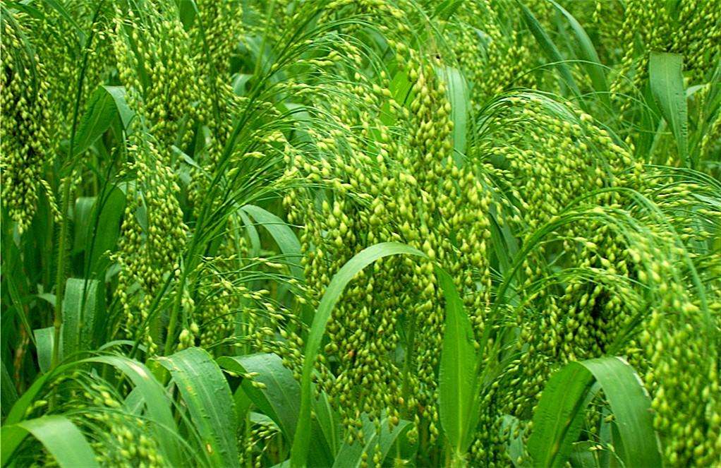 富硒乌麦苦荞茶（苦芥乌麦茶和苦荞茶）-硒宝网