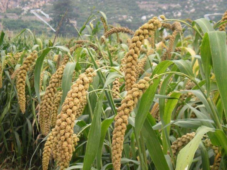 富硒乌麦苦荞茶（苦芥乌麦茶和苦荞茶）-硒宝网