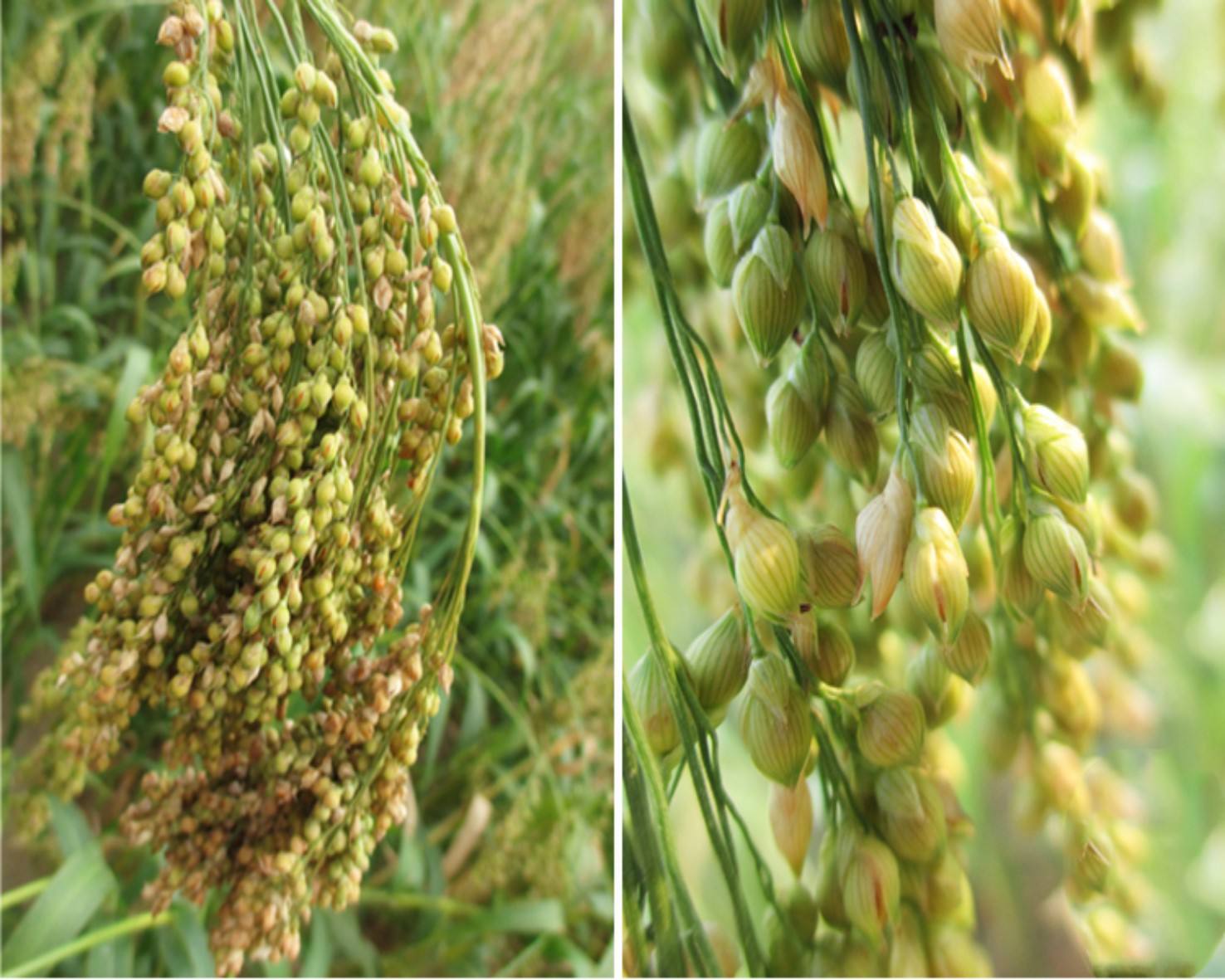 富硒乌麦苦荞茶（苦芥乌麦茶和苦荞茶）-硒宝网