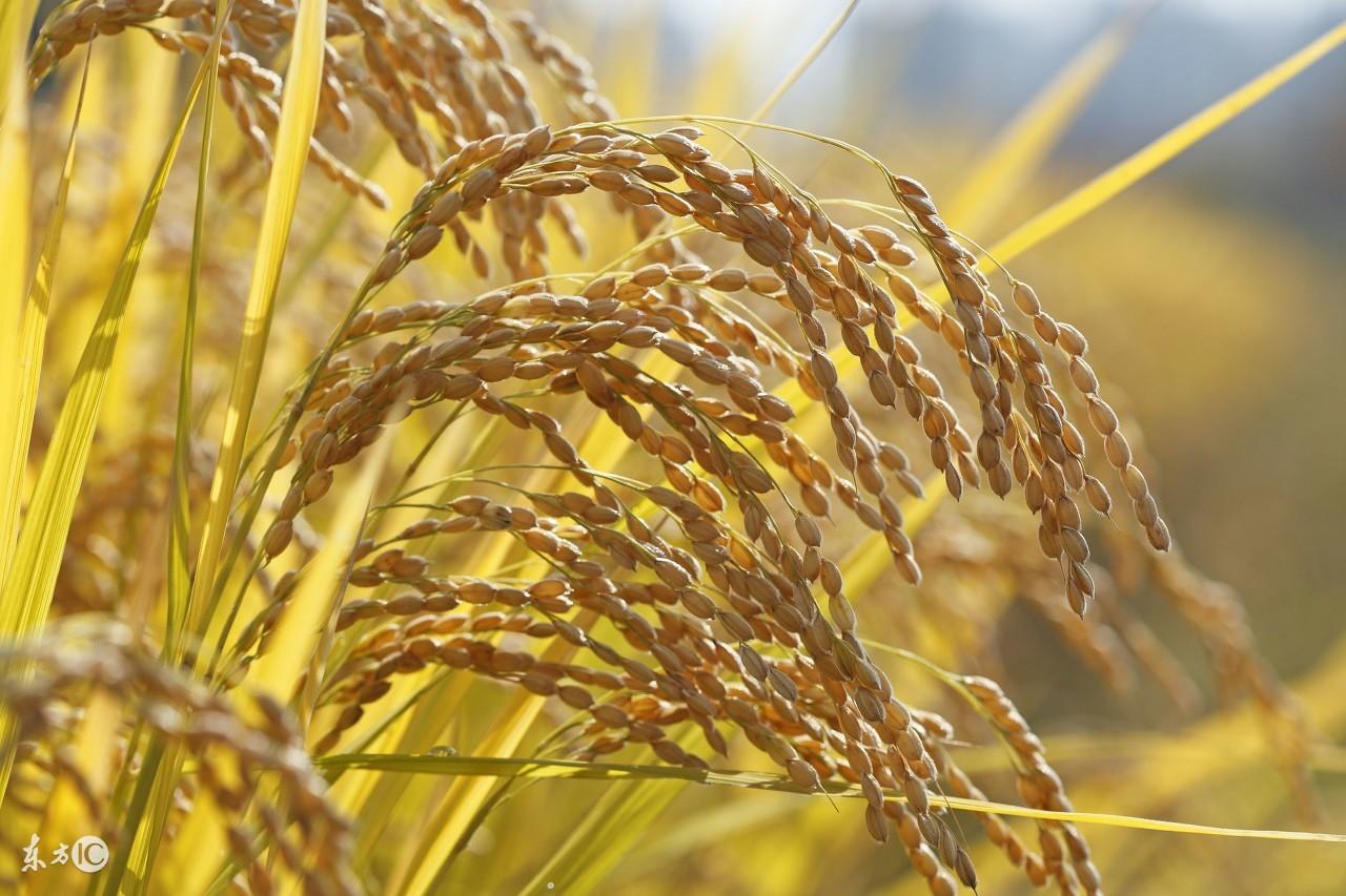 富硒乌麦苦荞茶（苦芥乌麦茶和苦荞茶）-硒宝网