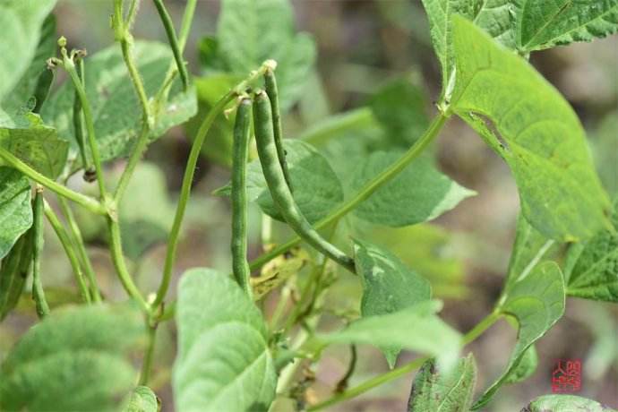 富硒乌麦苦荞茶（苦芥乌麦茶和苦荞茶）-硒宝网
