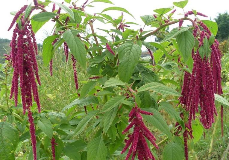 富硒乌麦苦荞茶（苦芥乌麦茶和苦荞茶）-硒宝网