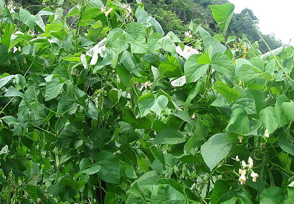 富硒乌麦苦荞茶（苦芥乌麦茶和苦荞茶）-硒宝网