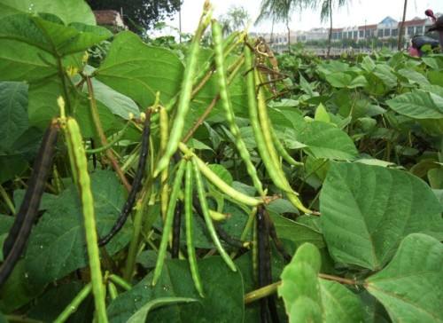 富硒乌麦苦荞茶（苦芥乌麦茶和苦荞茶）-硒宝网