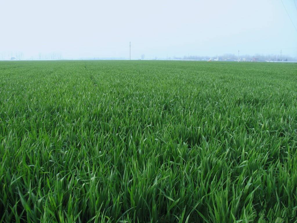 富硒乌麦苦荞茶（苦芥乌麦茶和苦荞茶）-硒宝网